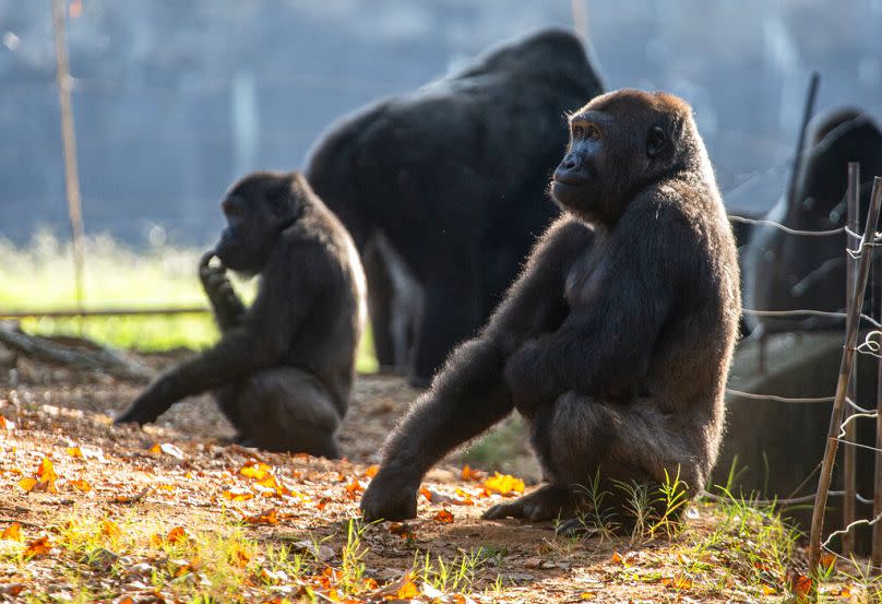 Western lowland gorillas are seen in their habitat, September 2021