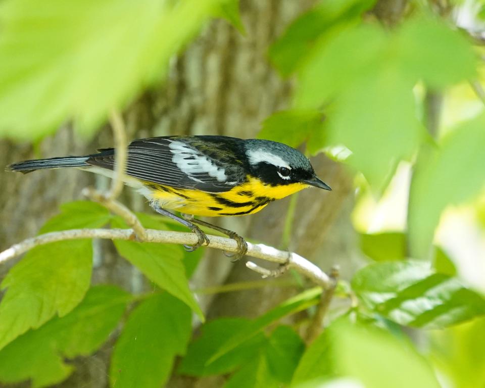 Magnolia warblers are fairly common in moist coniferous forests.