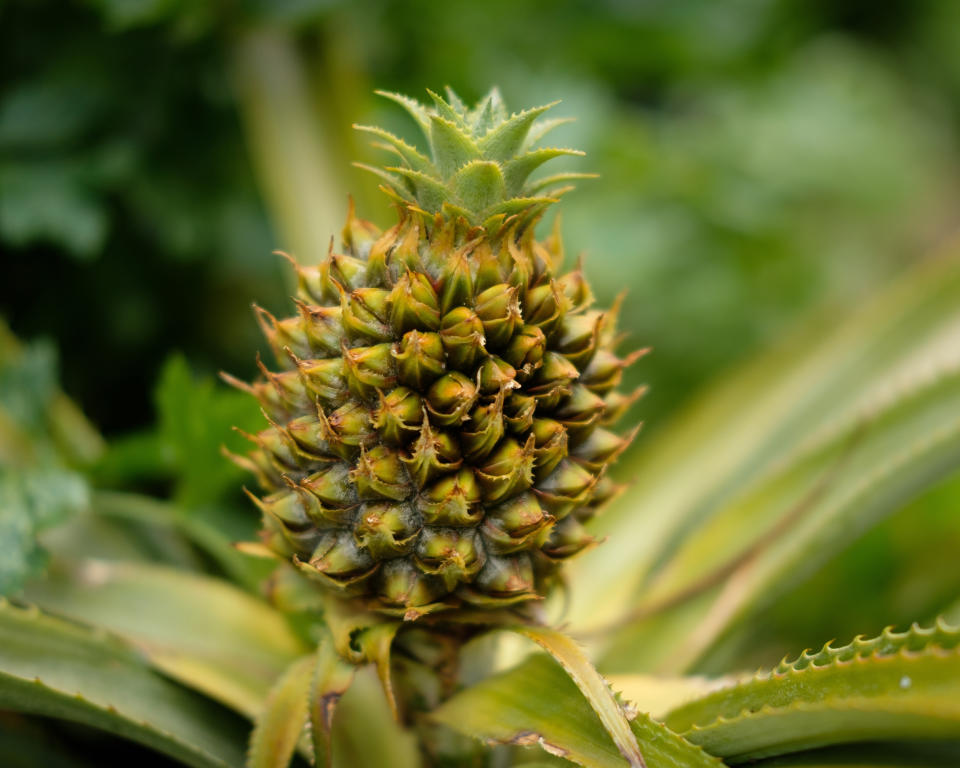 Hübsch und praktisch: Ob sich die Schlummer-Ananas wohl durchsetzt? (Bild: Getty Images)