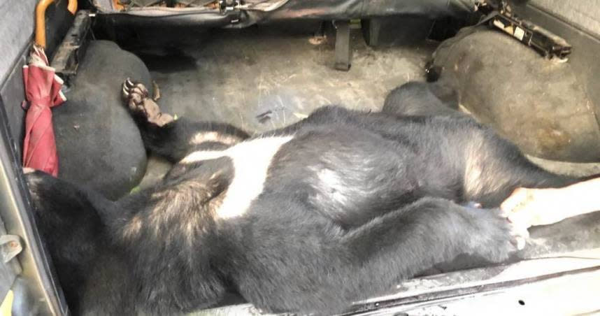 檢警確認4頭黑熊遭獵殺後，「不排除還有其他隻受害」。（圖／屏檢提供）