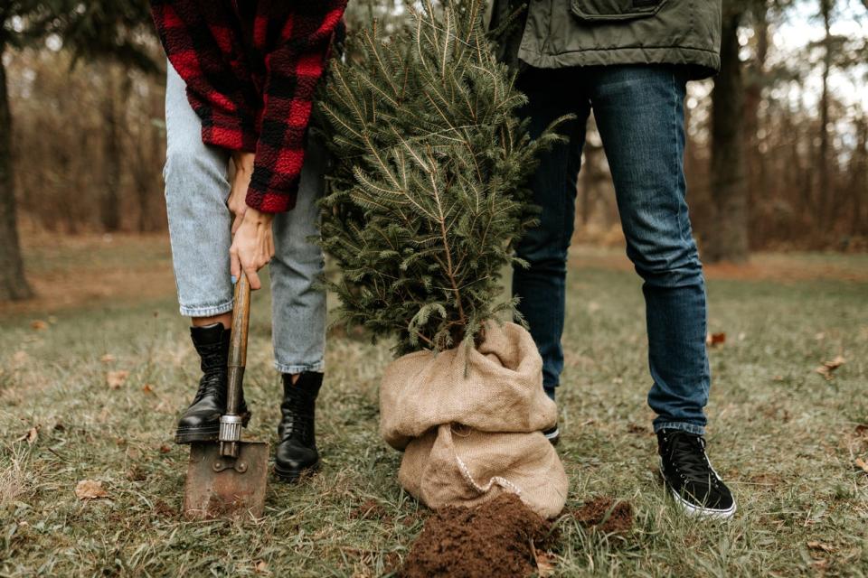 View of two people from the waist down outdoors with a shovel and a burlapped tree, ready for planting.