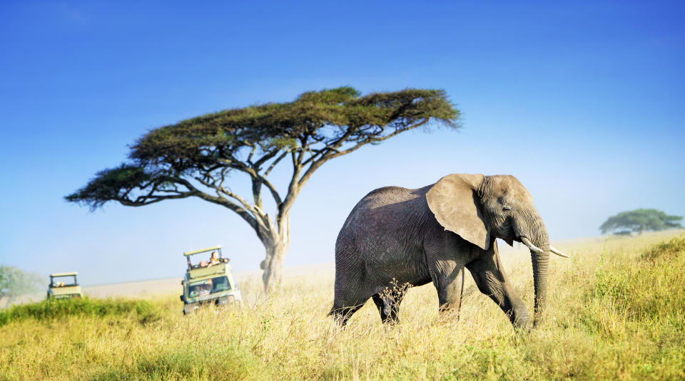 An elephant on the Serengeti in Tanzania