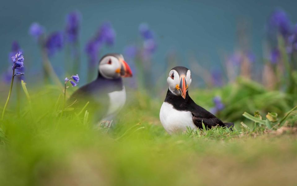 Puffins aplenty reside on Skomer Island - Tomos Edwards