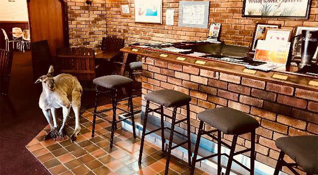 This photo shows 'Manky' - the oldest kangaroo that hangs around the tavern. Source: Supplied / Megan Braid