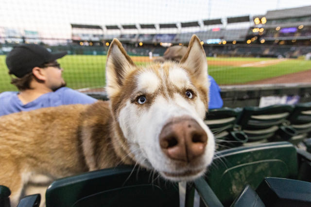 Bark In The Park at Dodger Stadium