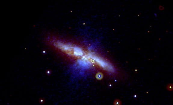 NASA's Swift spacecraft captured this view of the new supernova in galaxy M82 on Jan. 22, 2014. Mid-ultraviolet light is shown in blue, near-UV light in green, and visible light in red. Thick dust in M82 scatters much of the highest-energy ligh