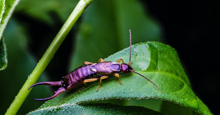 Purple earwig on leaf