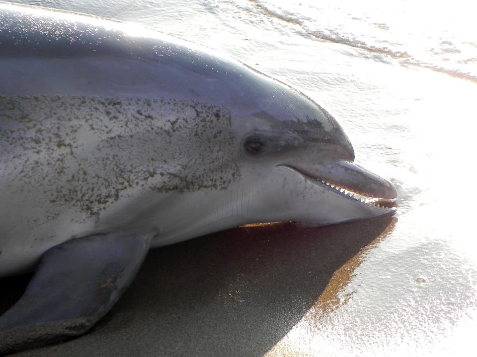 A stranded dolphin on the Black Sea.