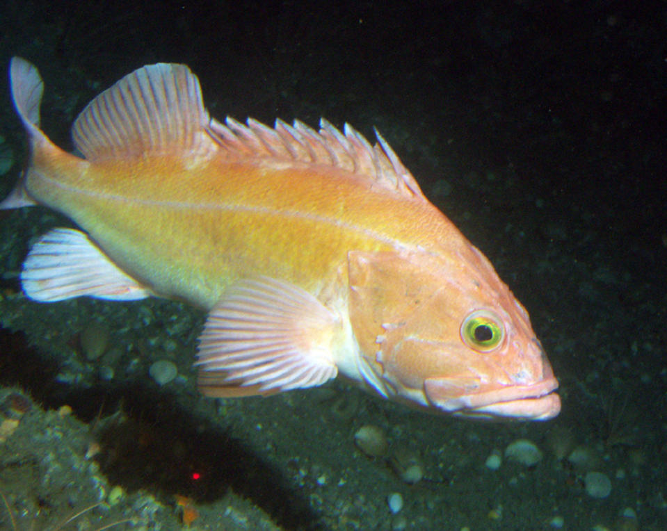 This undated photo provided by NOAA Fisheries shows a yelloweye rockfish. Federal officials are increasing the catch limits for many types of groundfish because the numbers of one key species, the yelloweye rockfish, has rebounded much faster than expected under a restoration plan. (NOAA Fisheries via AP)