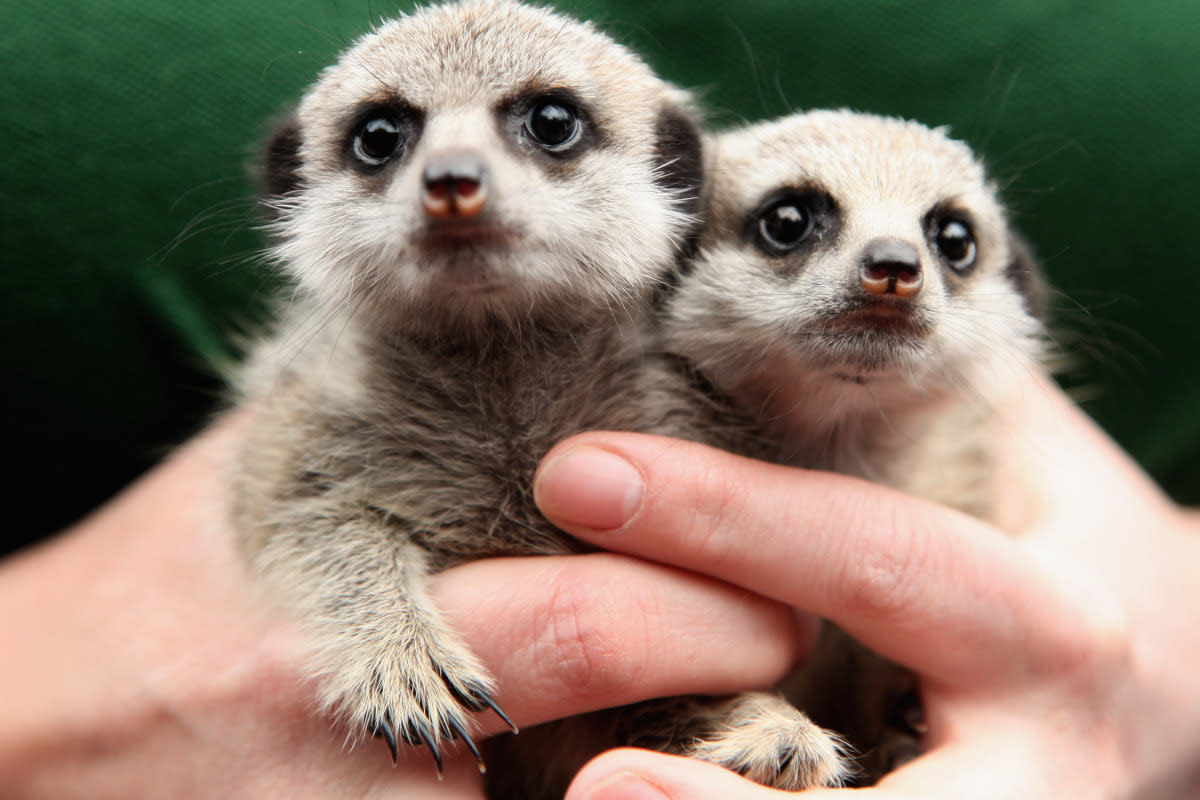 https://www.gettyimages.co.uk/detail/news-photo/senior-keeper-suzi-hyde-poses-with-a-pair-of-hand-reared-news-photo/86295918?adppopup=true