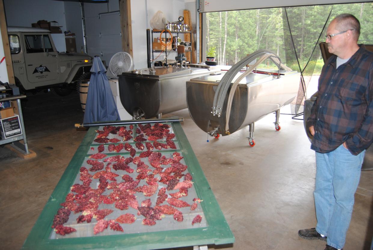 Curtis Basina dries sumac to prepare it for fermentation to make spirits in Red Cliff.