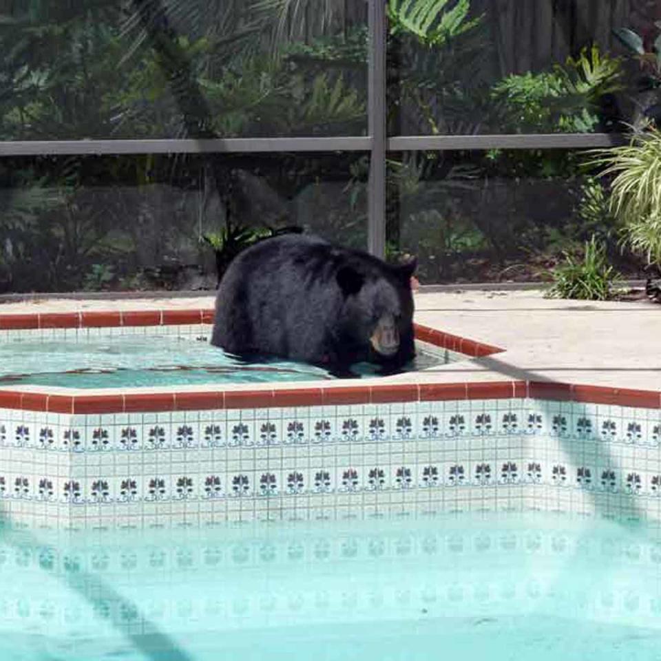 Huge bear takes a dip in a hot tub