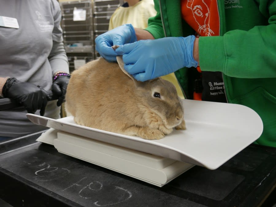 32 bunnies rescued from Colorado Springs home