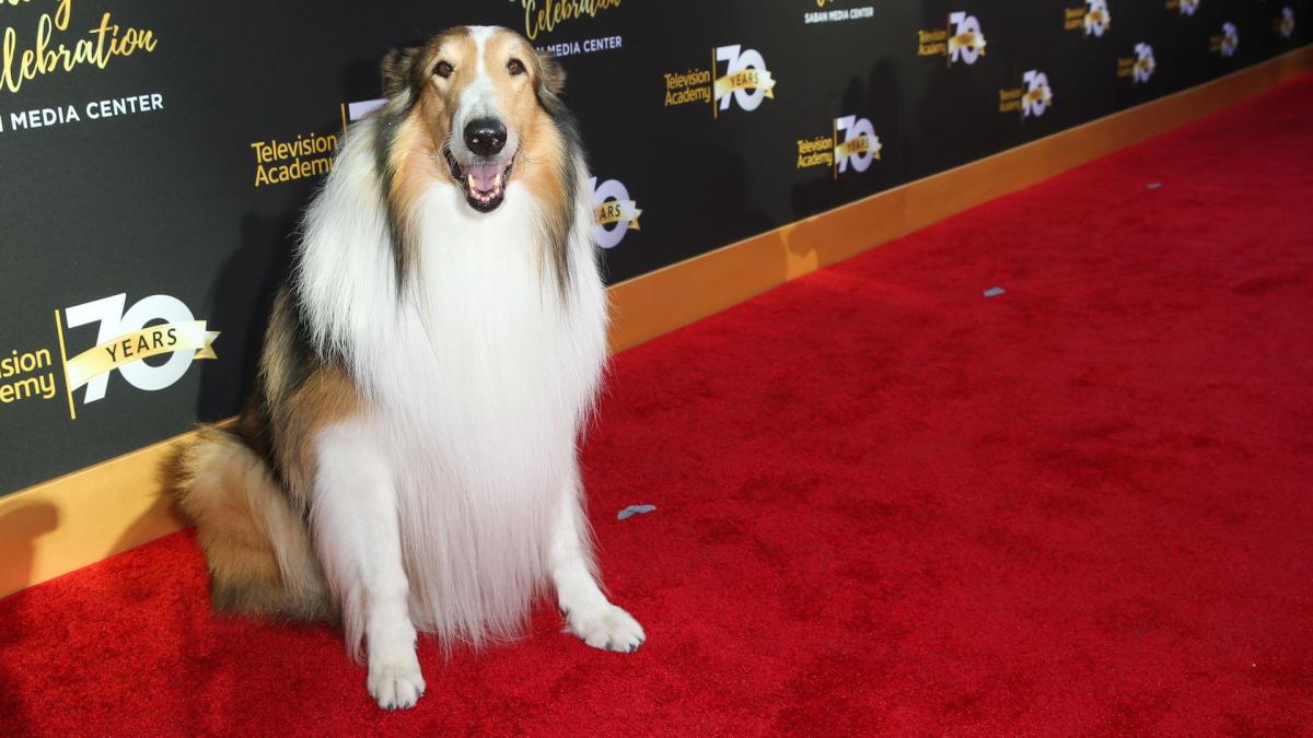 25 of the most famous dogs