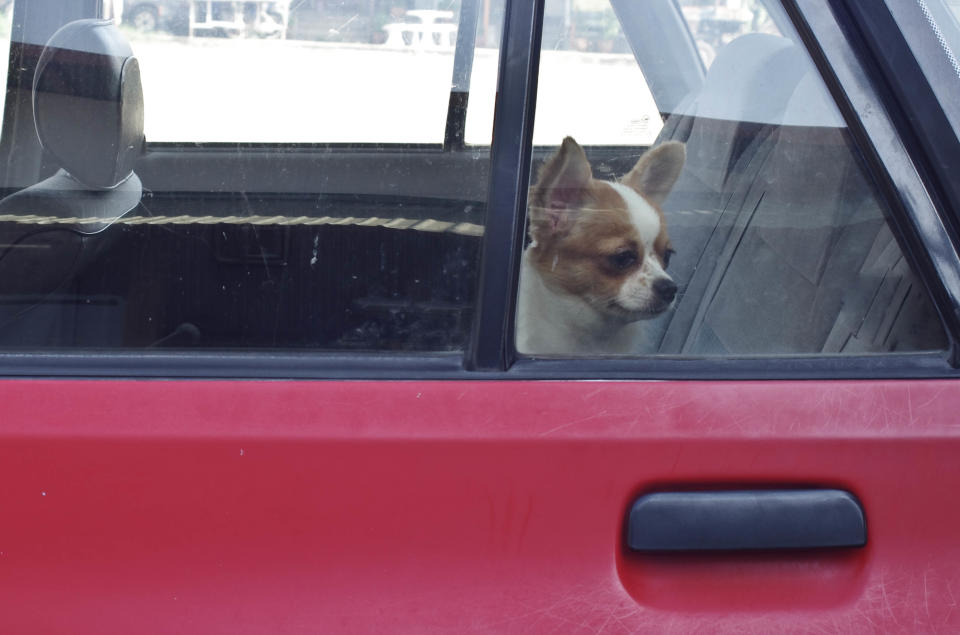 dangerous from forgetful for dog in parking