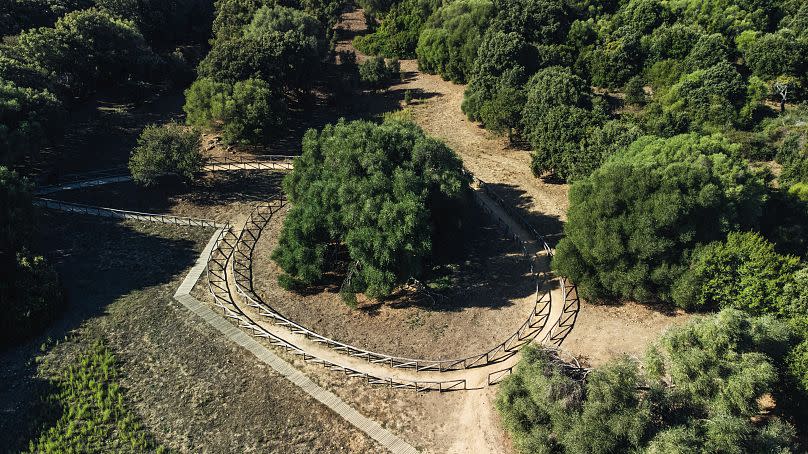 El tercer puesto fue para 'El olivo milenario de Luras' de Italia.