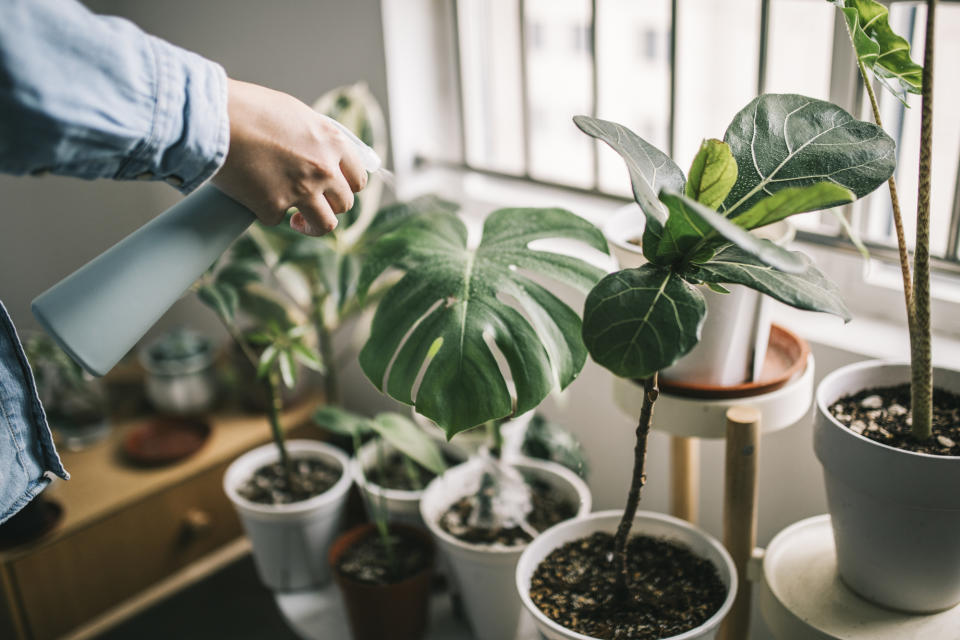 Houseplants being watered