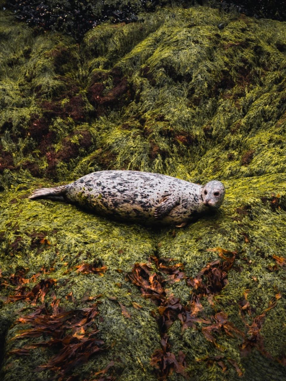 'Curious seal' by @adventureahead (USA)