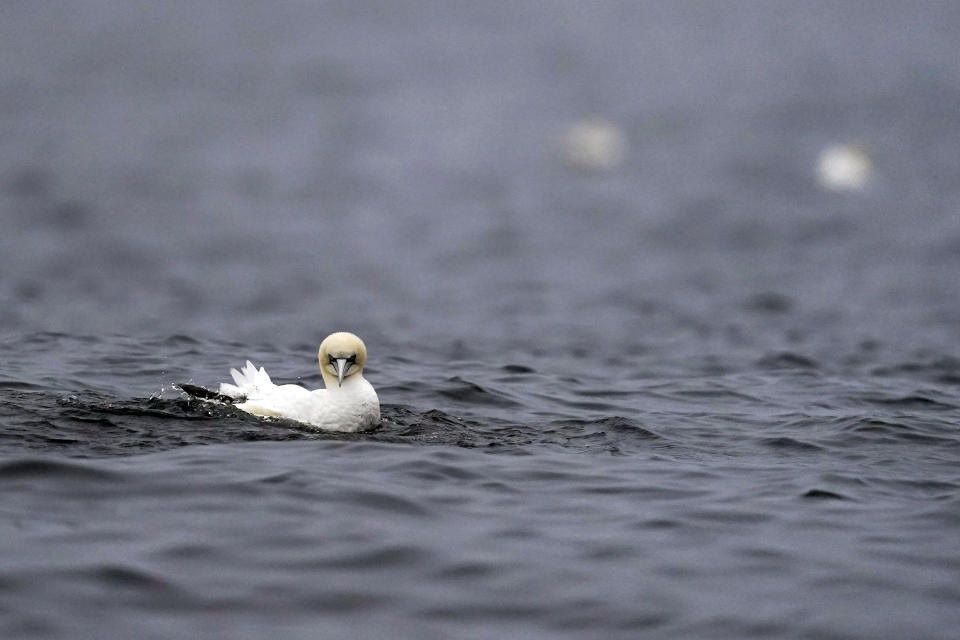 A northern gannets float on the Gulf of St. Lawrence near Bonaventure Island off the coast of Quebec, Canada's Gaspe Peninsula, Tuesday, Sept. 13, 2022. Northern gannets are considered sentinels of the marine ecosystem. Their struggles to feed and breed in a warming climate are being closely watched by scientists. (AP Photo/Carolyn Kaster)