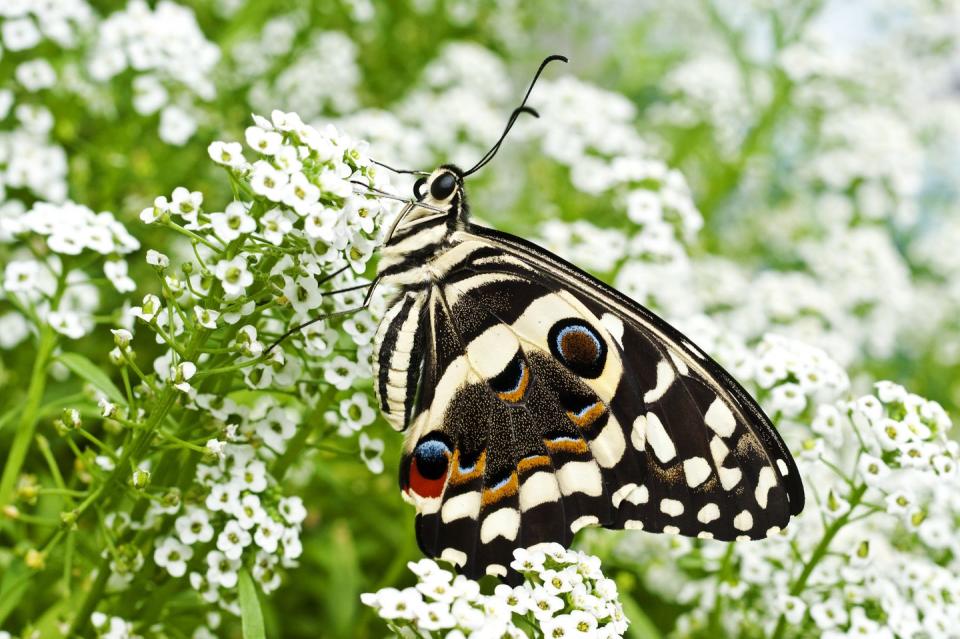 9) Sweet Alyssum