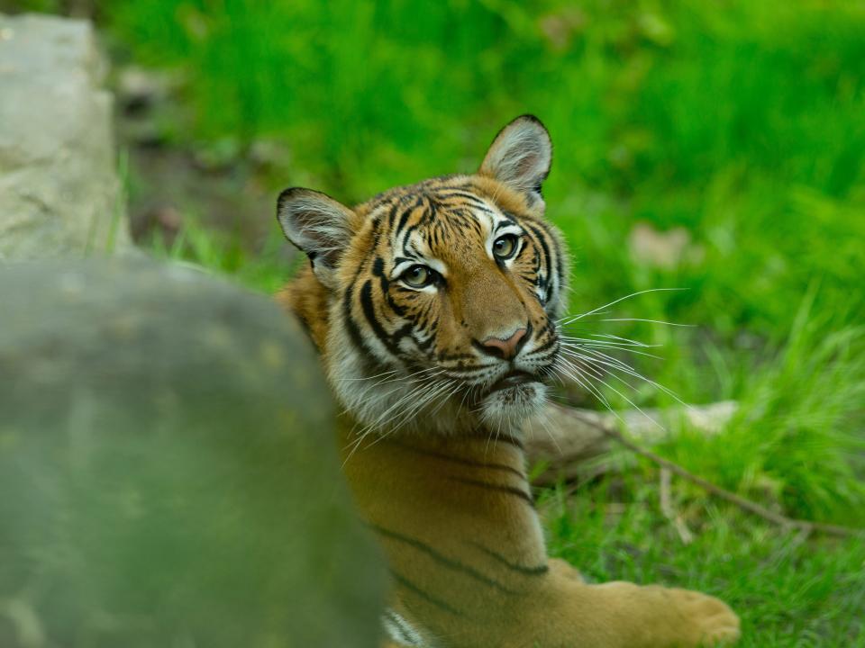 tiger bronx zoo