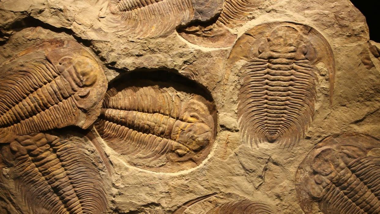  Trilobite fossils in rock. 