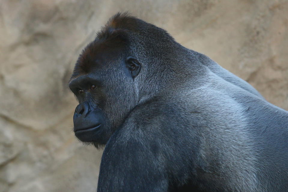 Here’s what you need to know about the gorilla that was shot and killed at the Cincinnati Zoo