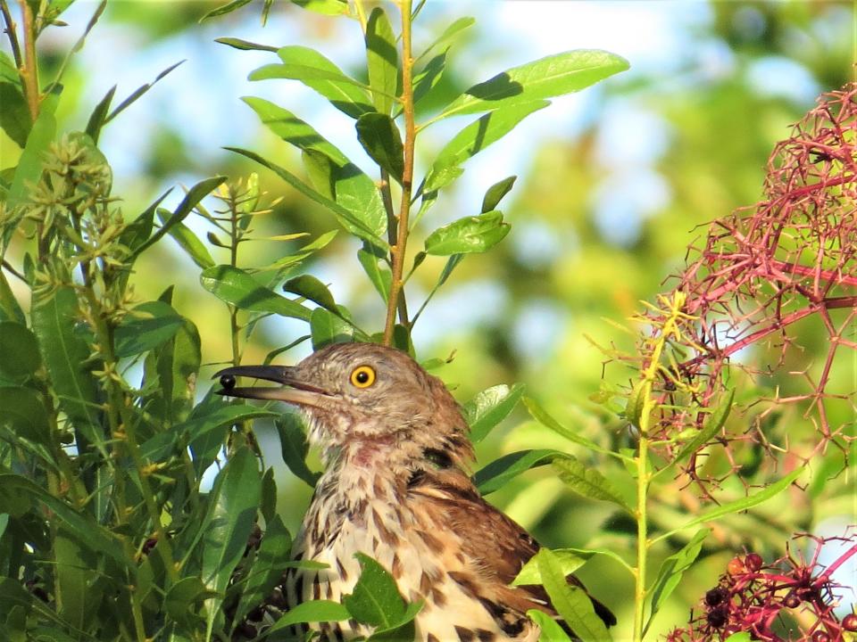 Elderberry is a favorite berry of the Brown Thrasher and other songbirds.