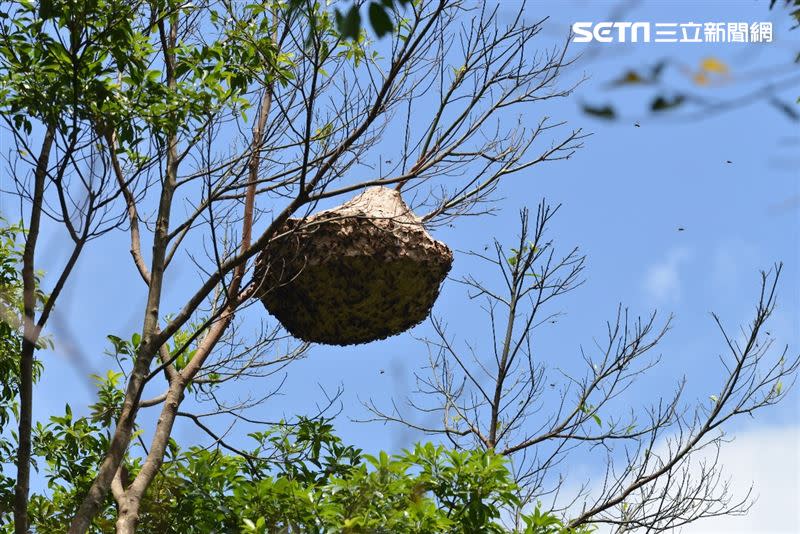 黑腹虎頭蜂隨（圖／林務局提供）