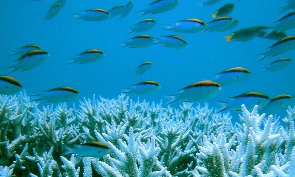 Coral on the Great Barrier Reef.