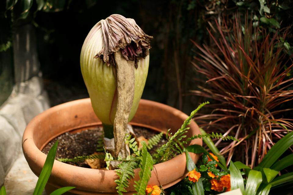 The corpse flower, Morticia, bloomed during the July 22 to July 24 weekend and, following its natural lifecycle, has since wilted.