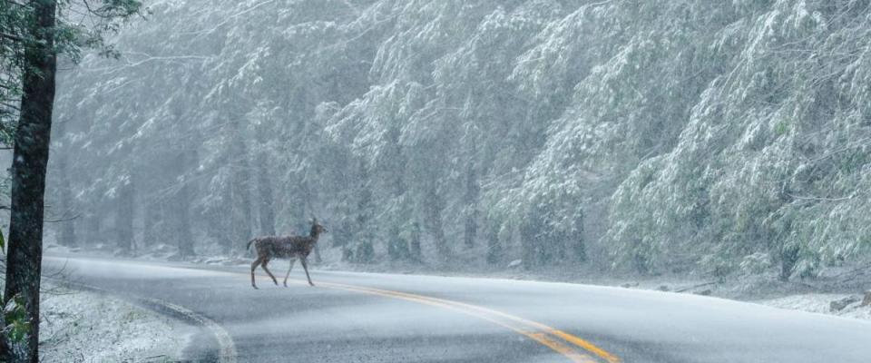 Deer Crossing winter road