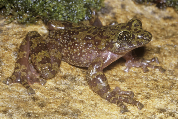 Table Mountain ghost frog