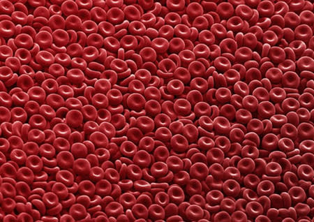 red blood cells