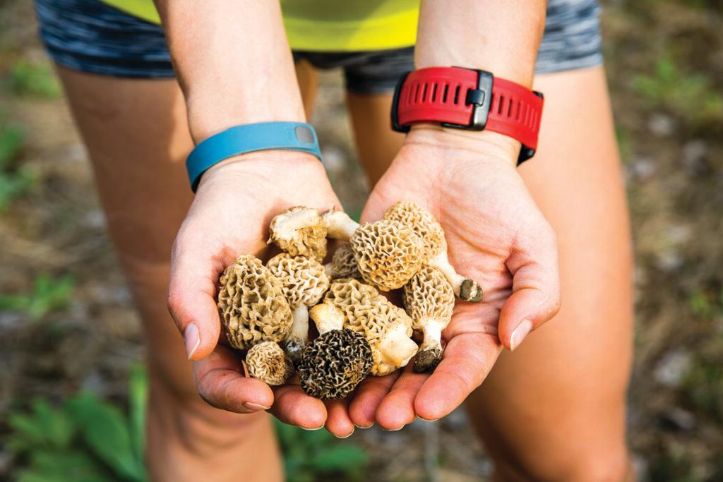 morel mushrooms