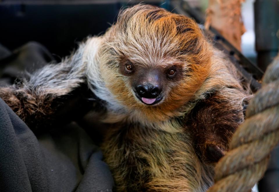 Tuesday is Cincinnati Zoo Night at Great American Ball Park. Meet animal ambassadors and receive a special bobblehead featuring two-toed sloths Lightning and baby Juno. Pictured: Juno, a two-toed sloth born at the Cincinnati Zoo & Botanical Garden.