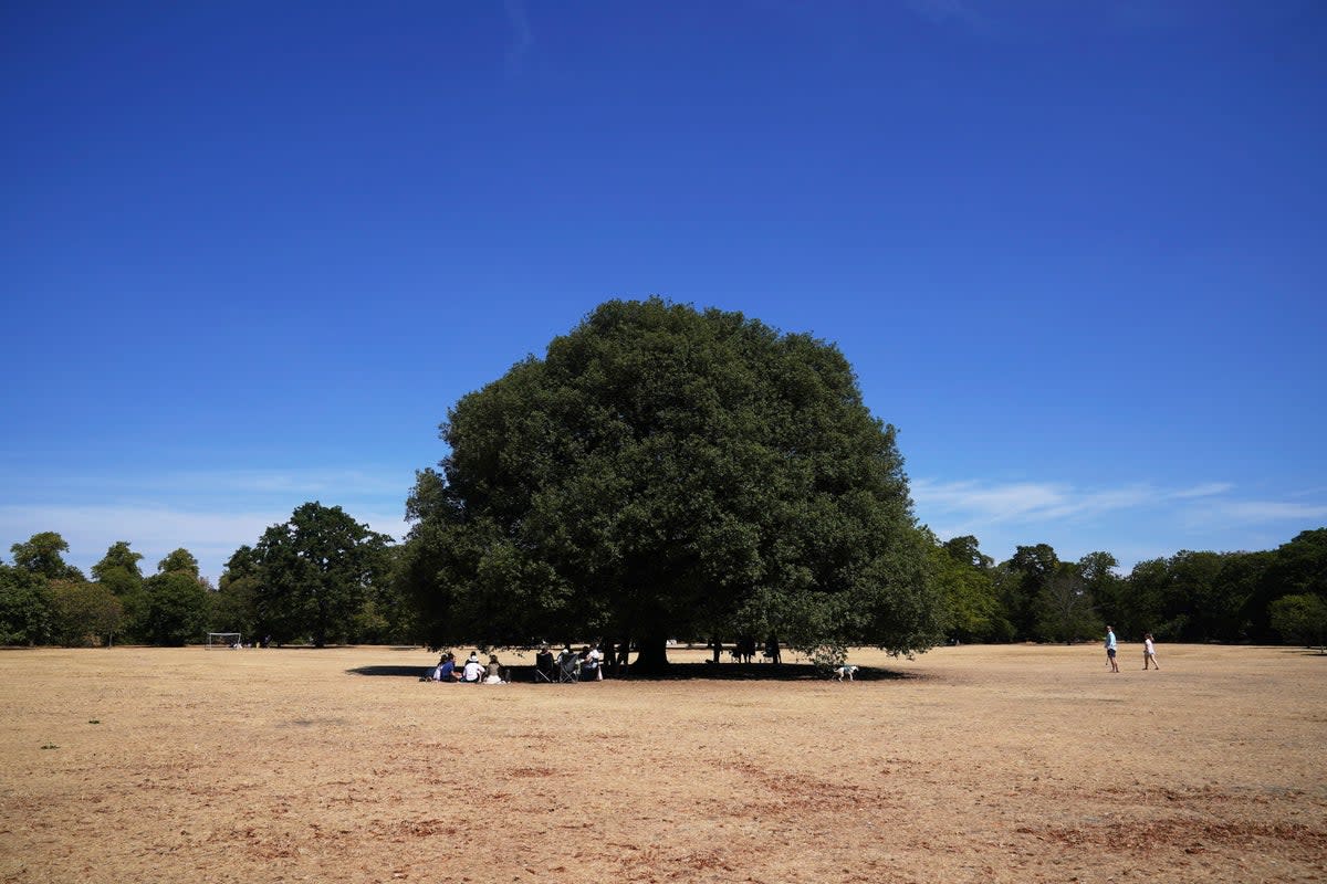 People sit under a tree in Greenwich Park in London.  (PA)