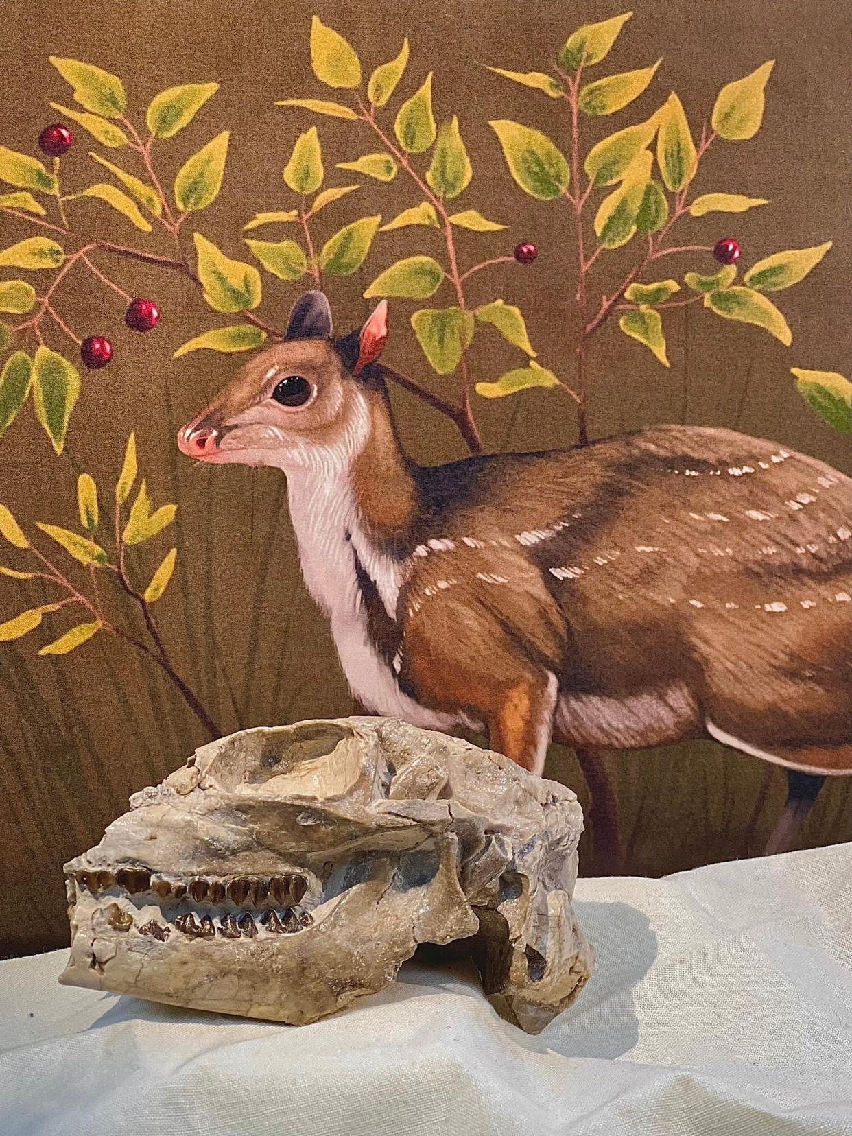 A handout photo of an artistic representation of what Santuccimeryx might have looked like by Benji Paysnoe with a skull fossil in front of it. Researchers discovered the deer genus in Badlands National Park, according to the National Park Service.
