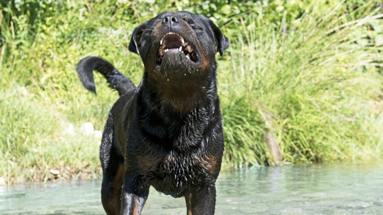 Rottweiler in stream barking