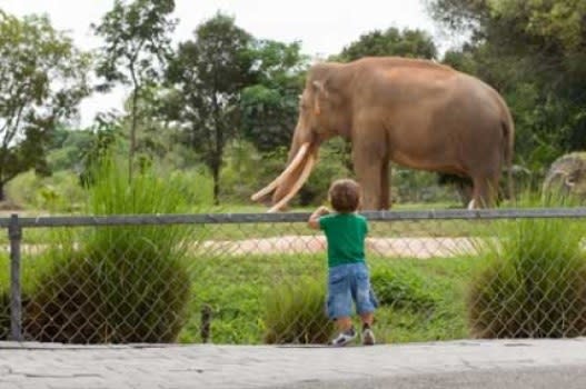 The Lincoln Park Zoo estimates that elephants will disappear from zoos in the next 50 years if obesity and low birth rates among the animals go unchecked.