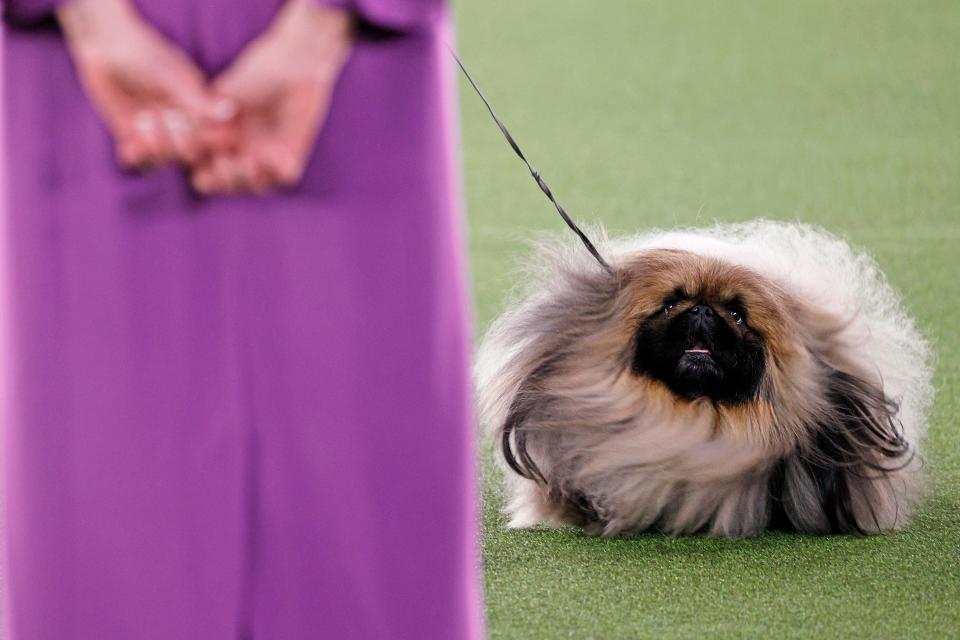 Wasabi the Pekingese judged best in show at Westminster Dog Show