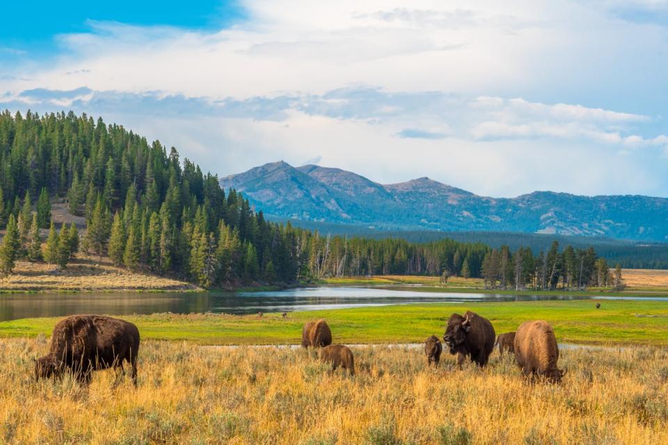 Yellowstone National Park covers an area of nearly 3,500 square miles – 2.2m acres – and stretches into the states of Wyoming, Montana and Idaho (Getty Images/iStockphoto)