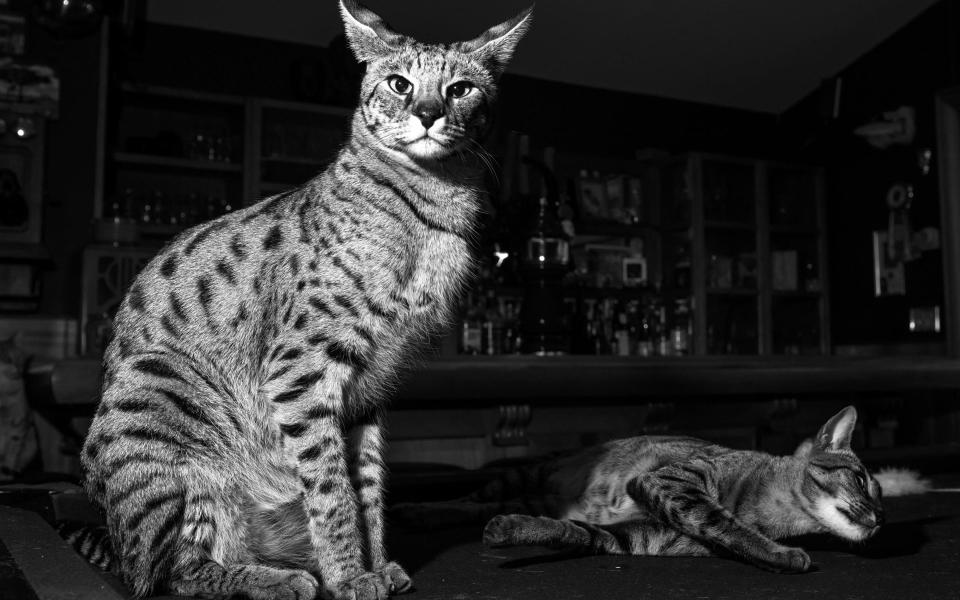 Savannah cats are becoming more popular to own - Alamy