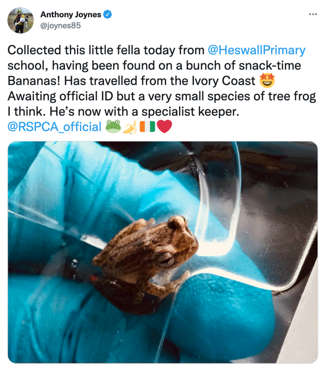 Man puzzled to find tiny frog less than 1cm along Orchard Road footpath -   - News from Singapore, Asia and around the world