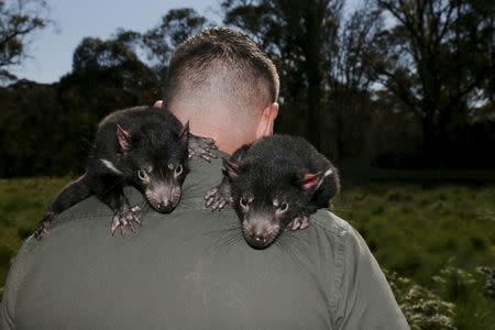 Devil Ark manager Dean Reid walks with a pair of Tasmanian Devils joeys on his shoulders before the first shipment of healthy and genetically diverse devils to the island state of Tasmania leave the Devil Ark sanctuary in Barrington Tops on Australia's mainland, November 17, 2015. REUTERS/Jason Reed