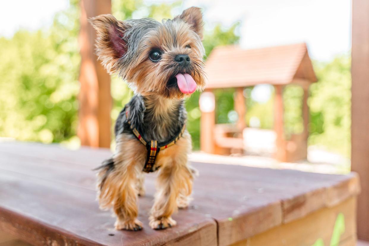 A Yorkshire Terrier dog  in the park