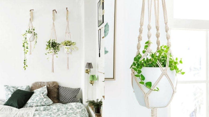 Hanging planters are especially useful if your pets like to chew on your plants.