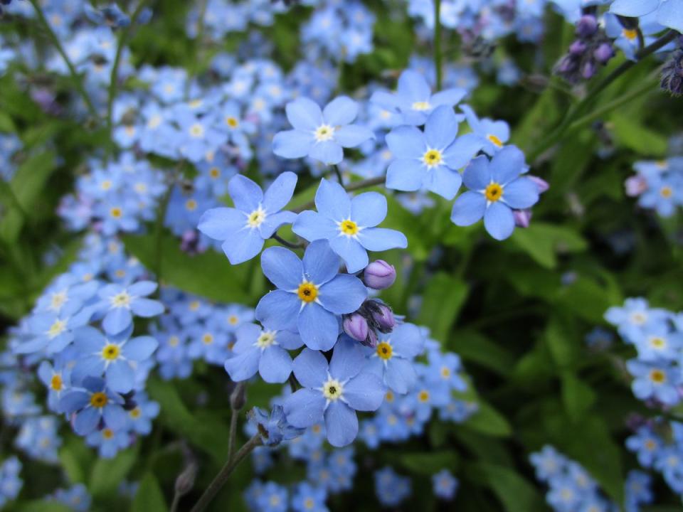 Forget-Me-Nots