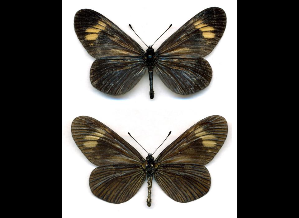 <strong>Scientific Name:</strong> <em>Actinote zikani </em>    <strong>Common Name: </strong>None    <strong>Category:</strong> Butterfly    <strong>Population: </strong>Unknown, one population remaining    <strong>Threats To Survival:</strong> Habitat degradation due to pressure from human populations