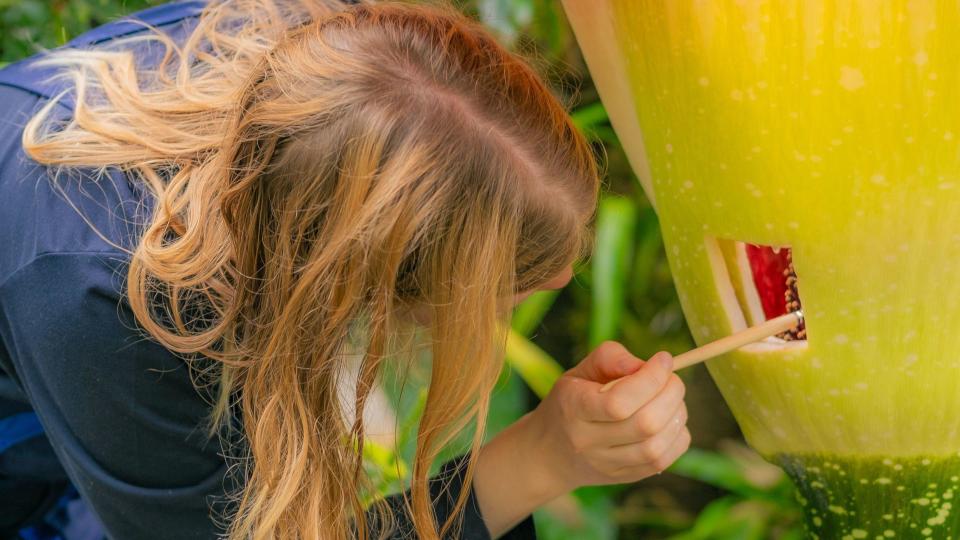 Botanical horticulturist Jessy Challenger hand pollinating the Titan arum with a brush